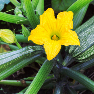 yellow flower zucchini with green zucchini 